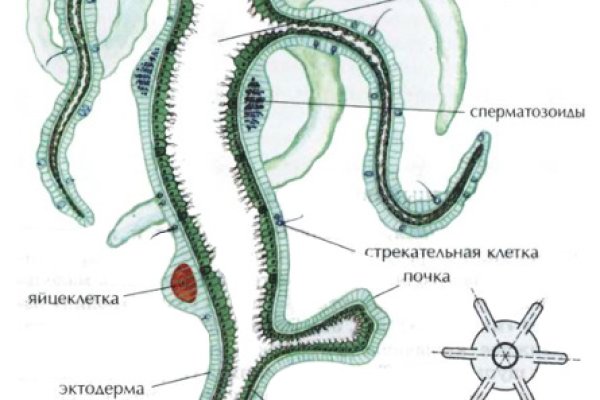 Кракен как проверить зеркало