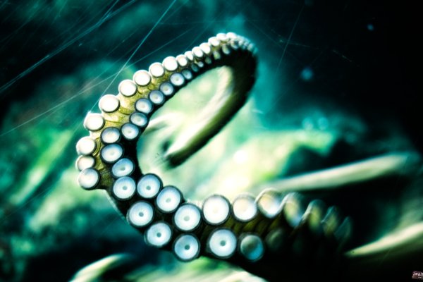 Kraken19 at